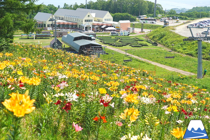 北海道最大級、213万輪のゆりの花！『オーンズ春香山ゆり園』